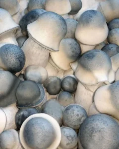 Albino Penis Envy mushrooms