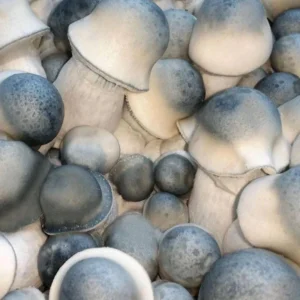 Albino Penis Envy mushrooms